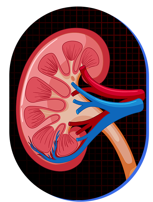 precio-de-estudio-de-funcion-renal.png