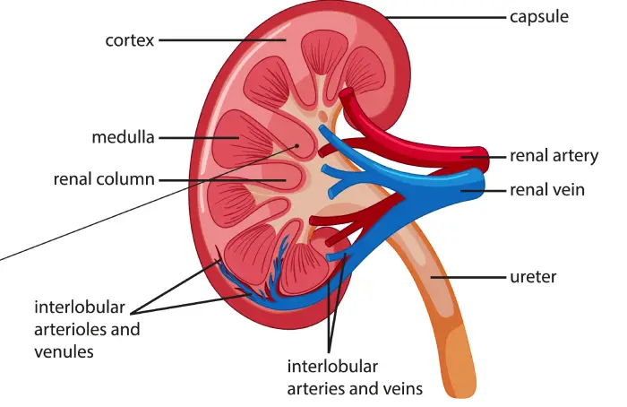 Atención del paciente con enfermedades glomerulares